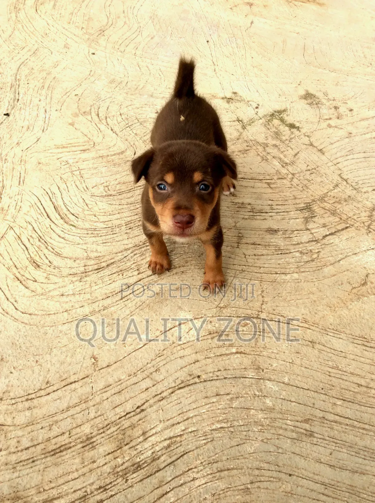0-1 month Male Mixed Breed Korean Jindo