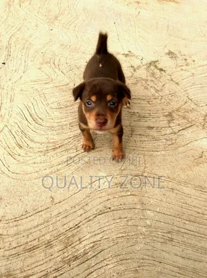0-1 month Male Mixed Breed Korean Jindo