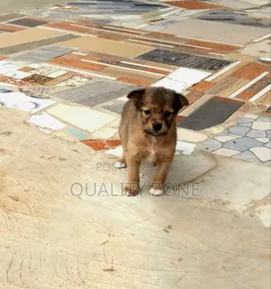 0-1 month Male Mixed Breed Korean Jindo