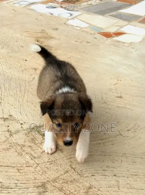0-1 month Male Mixed Breed Korean Jindo