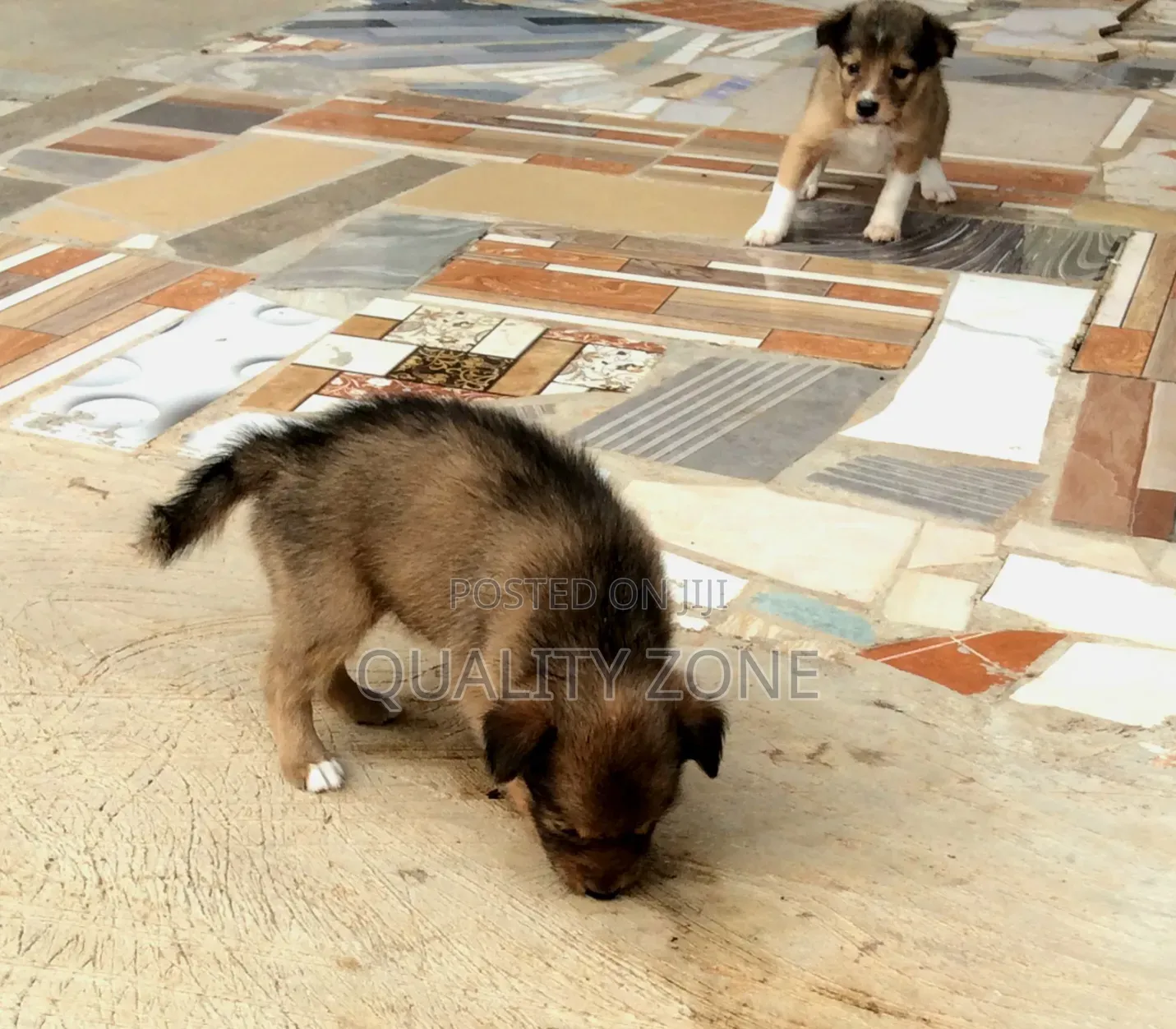 0-1 month Male Mixed Breed Korean Jindo