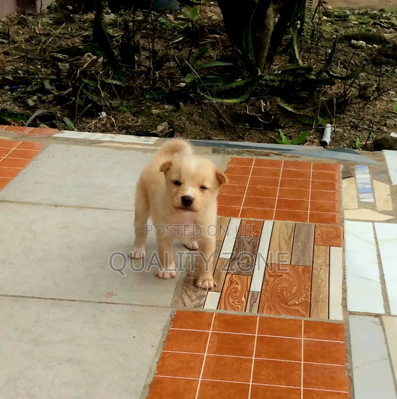 0-1 month Male Mixed Breed Korean Jindo