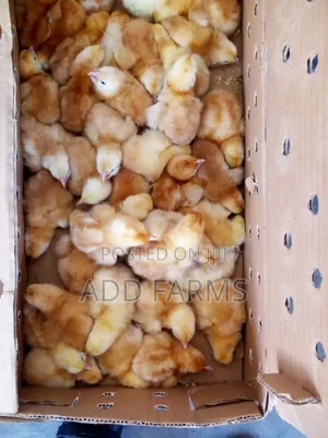 Reliable Quality Foreign Day Old Chicks