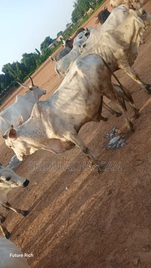 Animals Seller