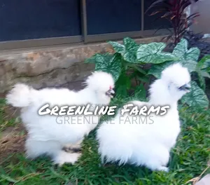 Silkie Chicken