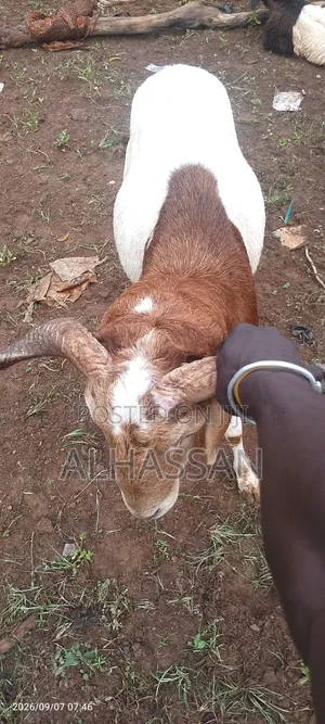 Farm Animal