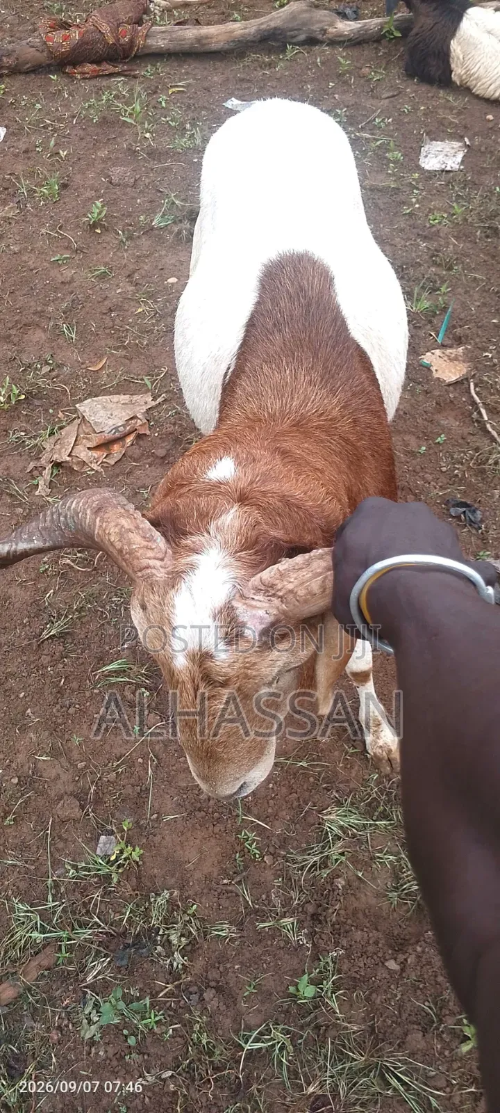 Farm Animal