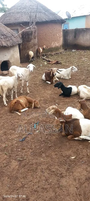 Farm Animal
