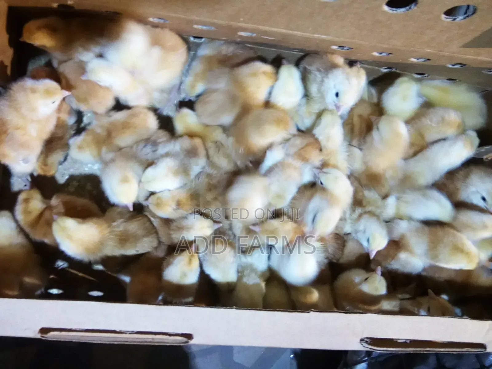 Reliable Quality Foreign Day Old Chicks