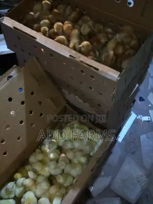 Reliable Quality Foreign Day Old Chicks