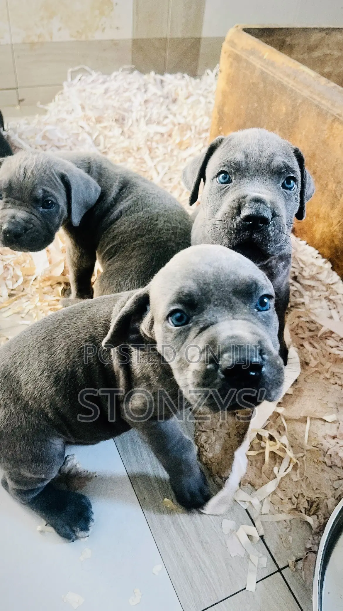 1-3 months Male Purebred Cane Corso