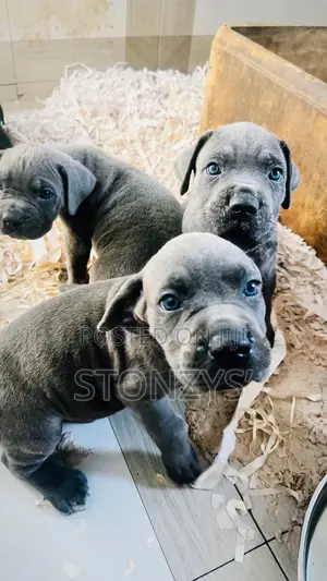 1-3 months Male Purebred Cane Corso