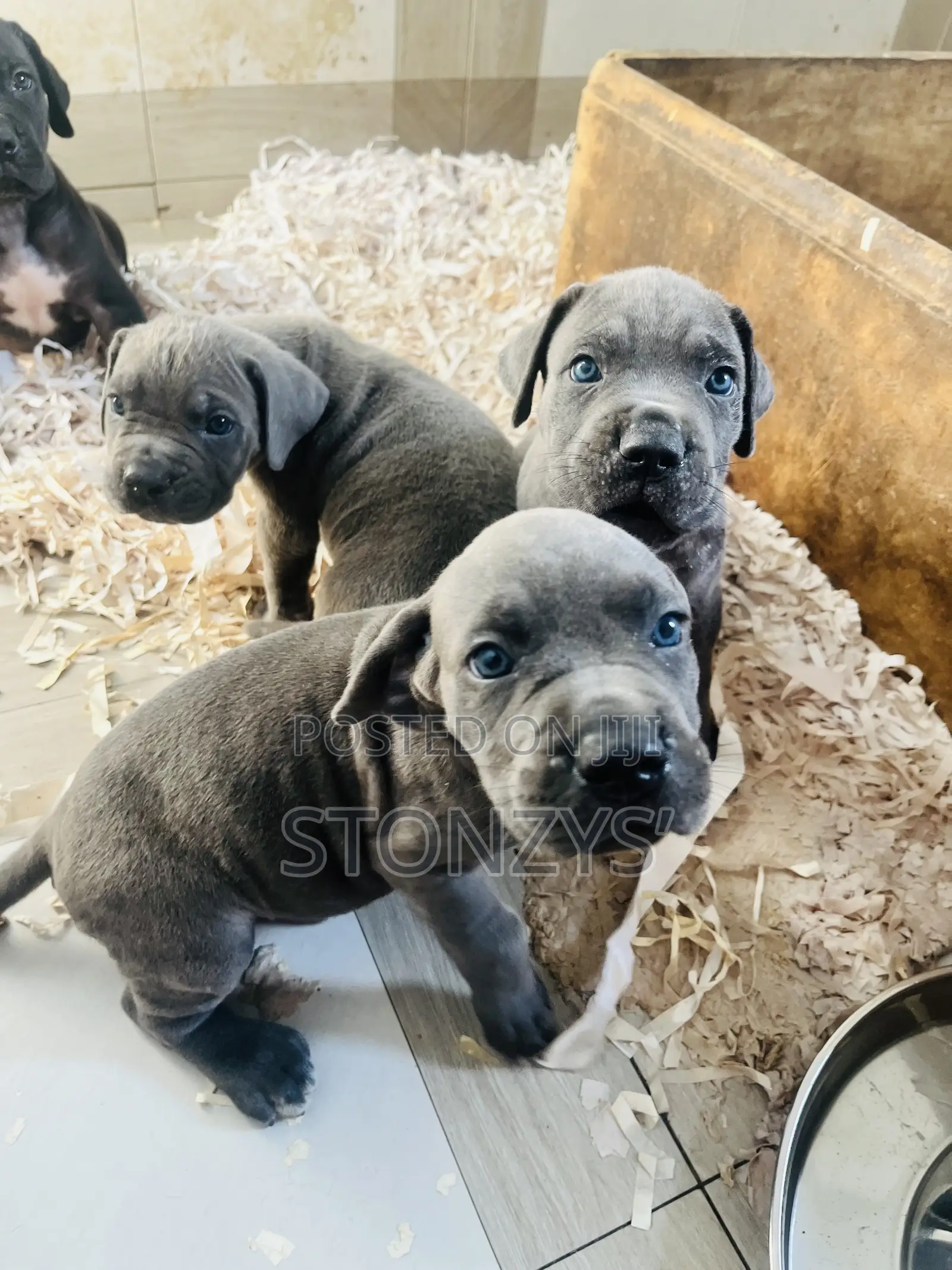 1-3 months Male Purebred Cane Corso