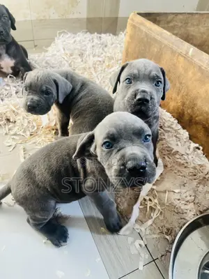1-3 months Male Purebred Cane Corso