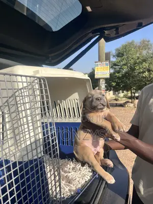 1-3 months Male Purebred Cane Corso