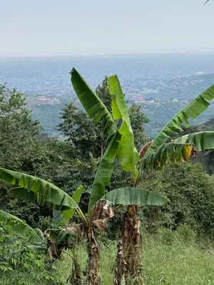 2 and Half Plots for Sale at Aburi Jamacaso