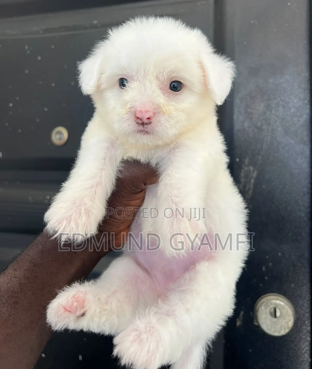 1-3 months Female Purebred Maltipoo