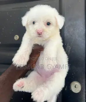 1-3 months Female Purebred Maltipoo