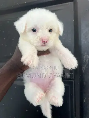 1-3 months Female Purebred Maltipoo