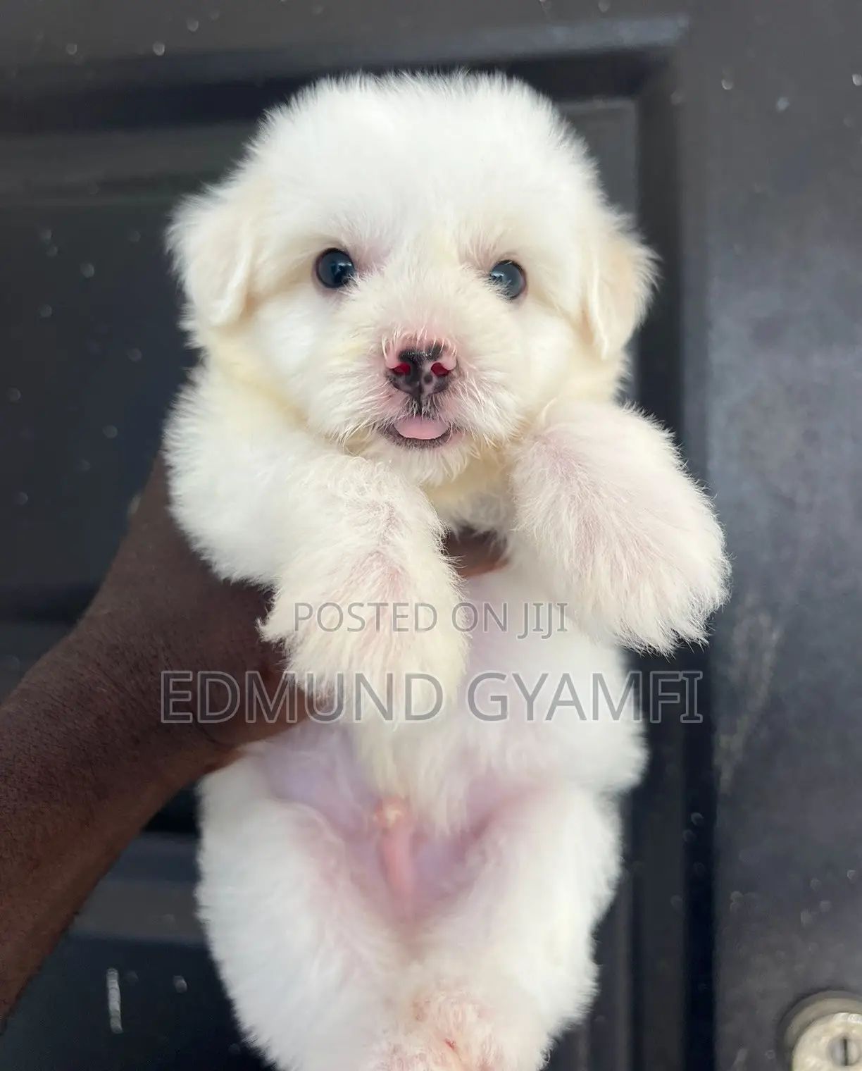 1-3 months Male Purebred Maltipoo