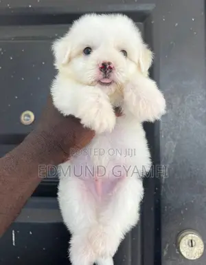 1-3 months Male Purebred Maltipoo