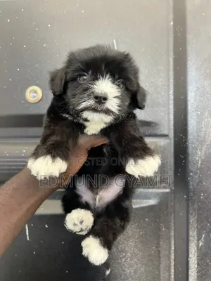 1-3 months Male Purebred Maltipoo