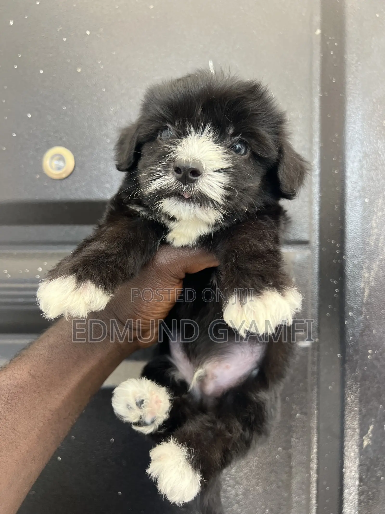 1-3 months Male Purebred Maltipoo