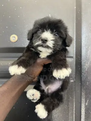 1-3 months Male Purebred Maltipoo
