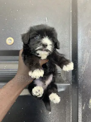 1-3 months Male Purebred Maltipoo