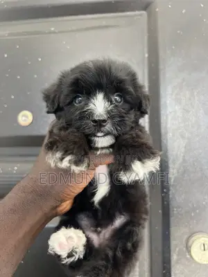 1-3 months Male Purebred Maltipoo