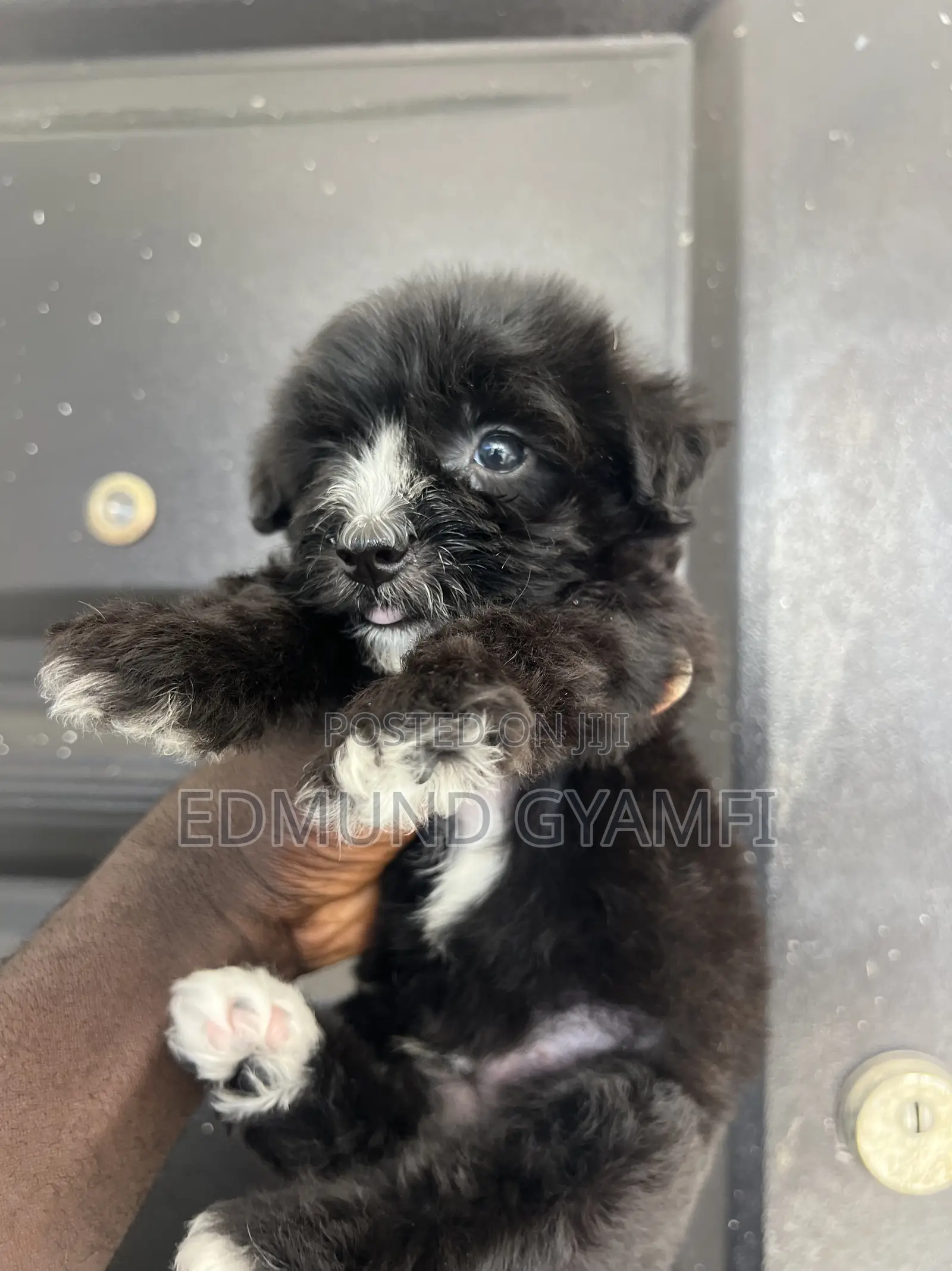 1-3 months Male Purebred Maltipoo