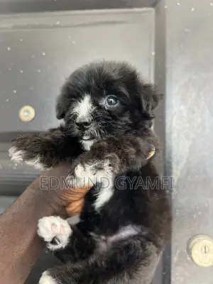1-3 months Male Purebred Maltipoo