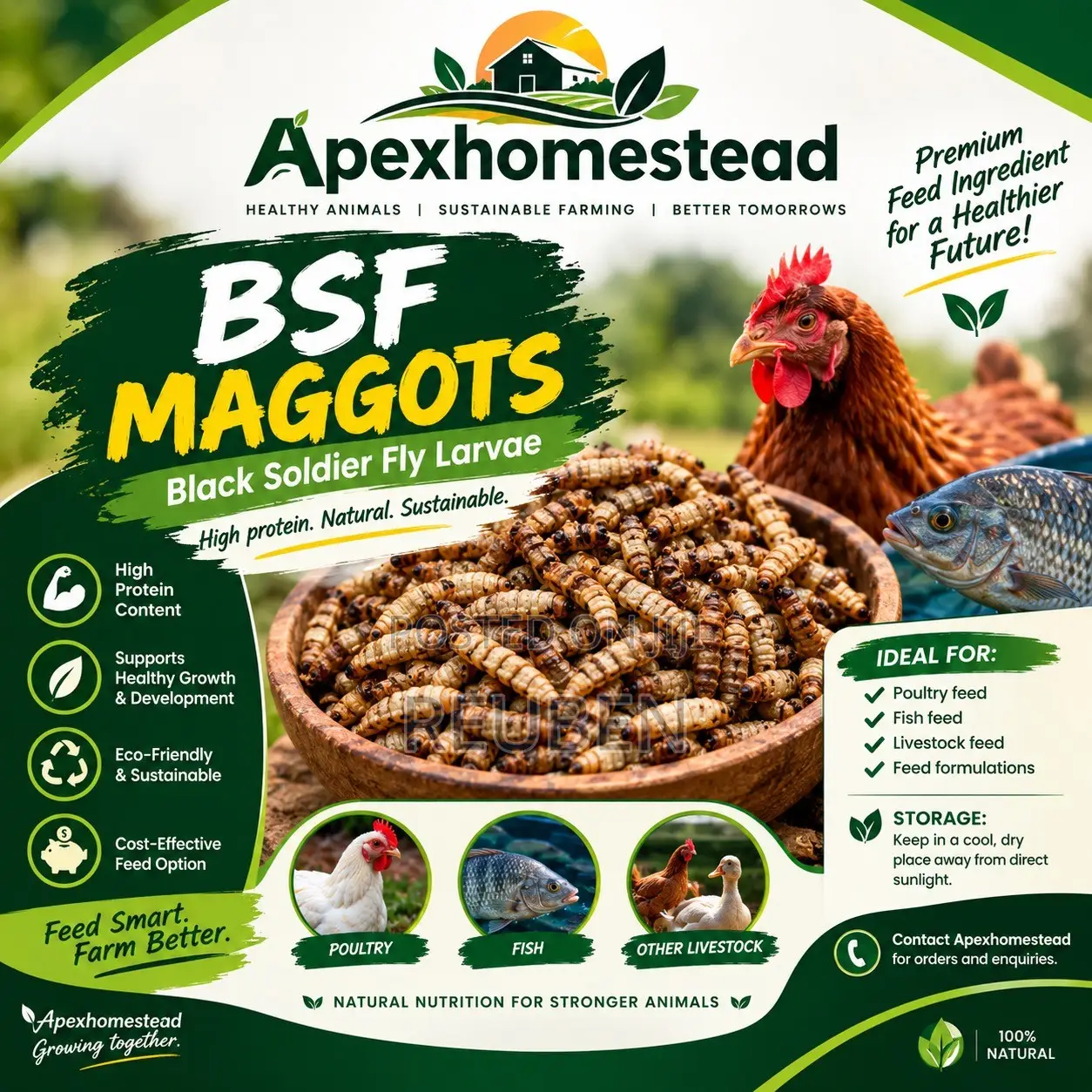 Boost Your Poultry Farm With BSF Maggot!