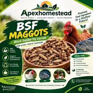 Boost Your Poultry Farm With BSF Maggot!