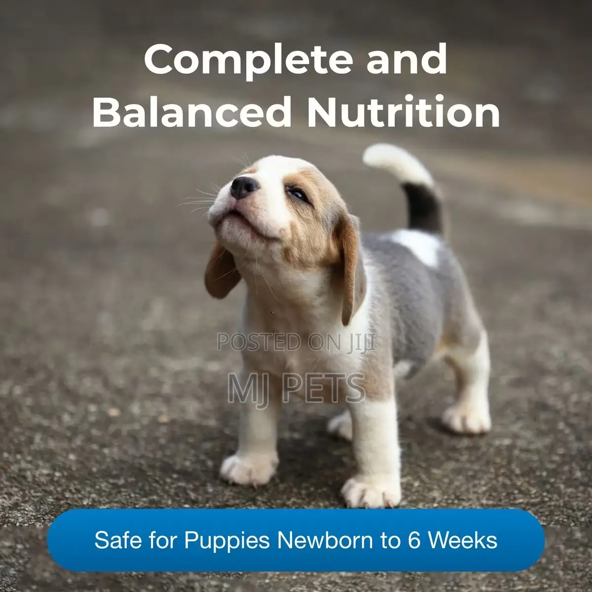 Petlac Puppy Milk Replacement