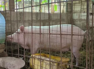 Neat Pregnant Pig