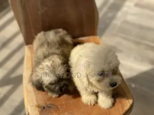 1-3 months Female Purebred Poodle