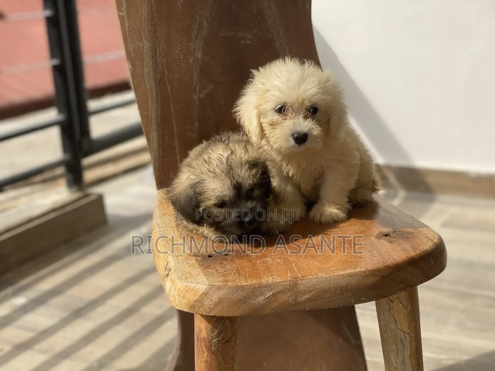 1-3 months Female Purebred Poodle