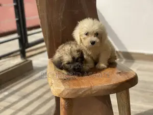 1-3 months Female Purebred Poodle
