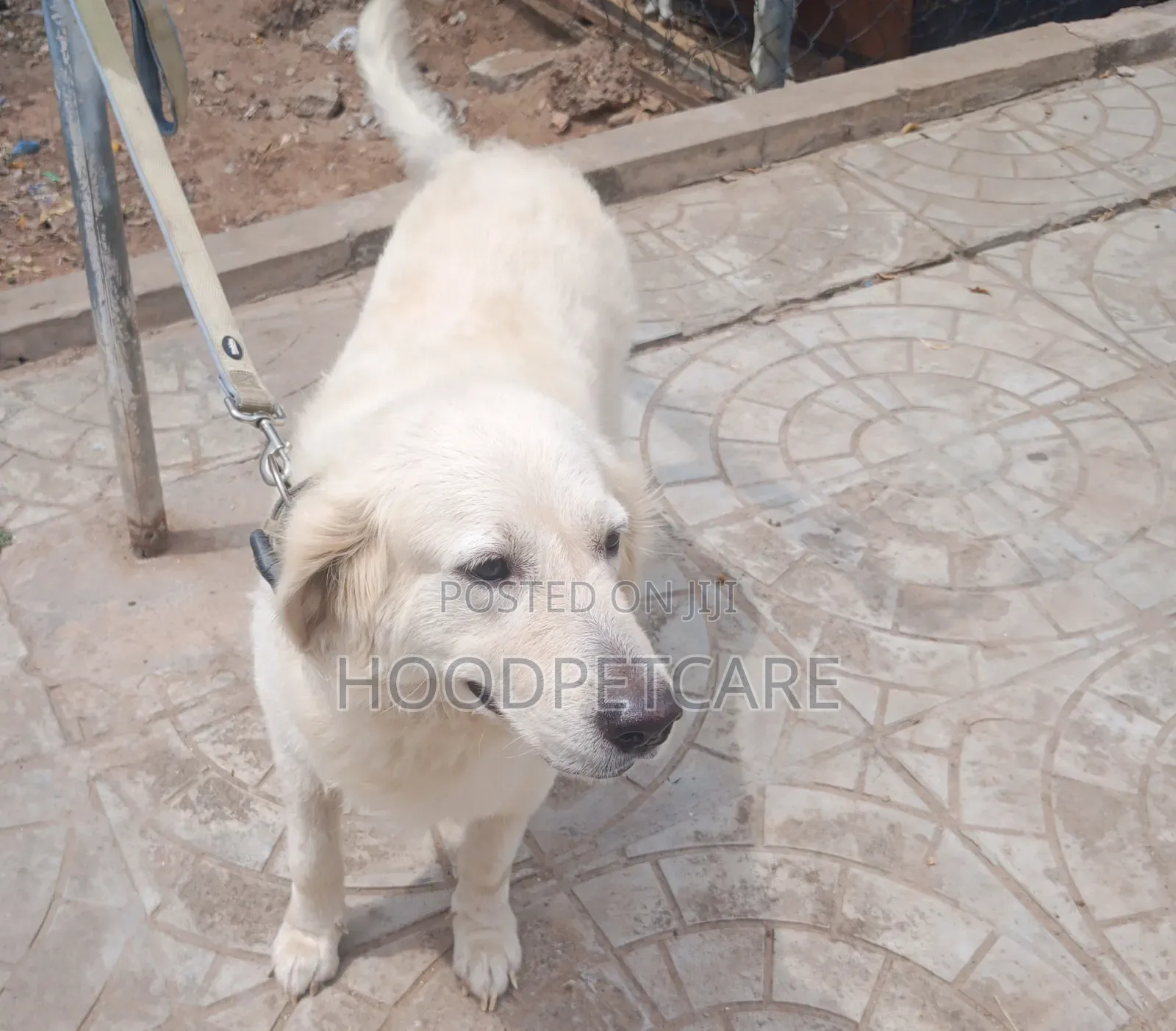1+ year Female Purebred Golden Retriever