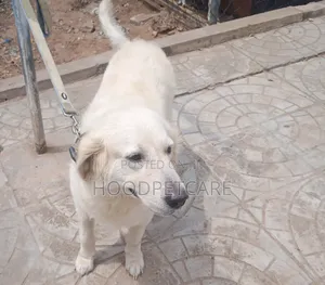 1+ year Female Purebred Golden Retriever