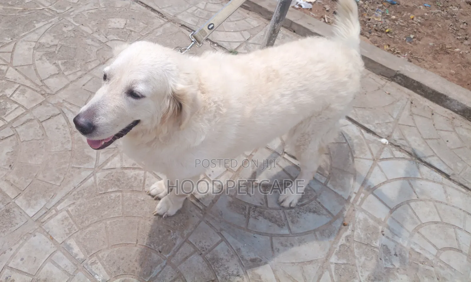 1+ year Female Purebred Golden Retriever