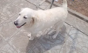 1+ year Female Purebred Golden Retriever