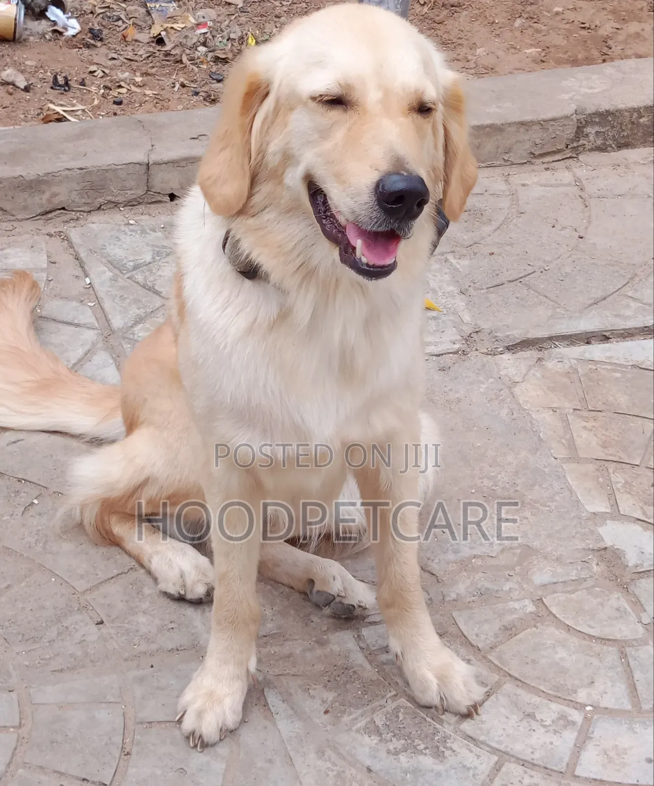 1+ year Female Purebred Golden Retriever