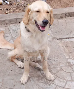 1+ year Female Purebred Golden Retriever