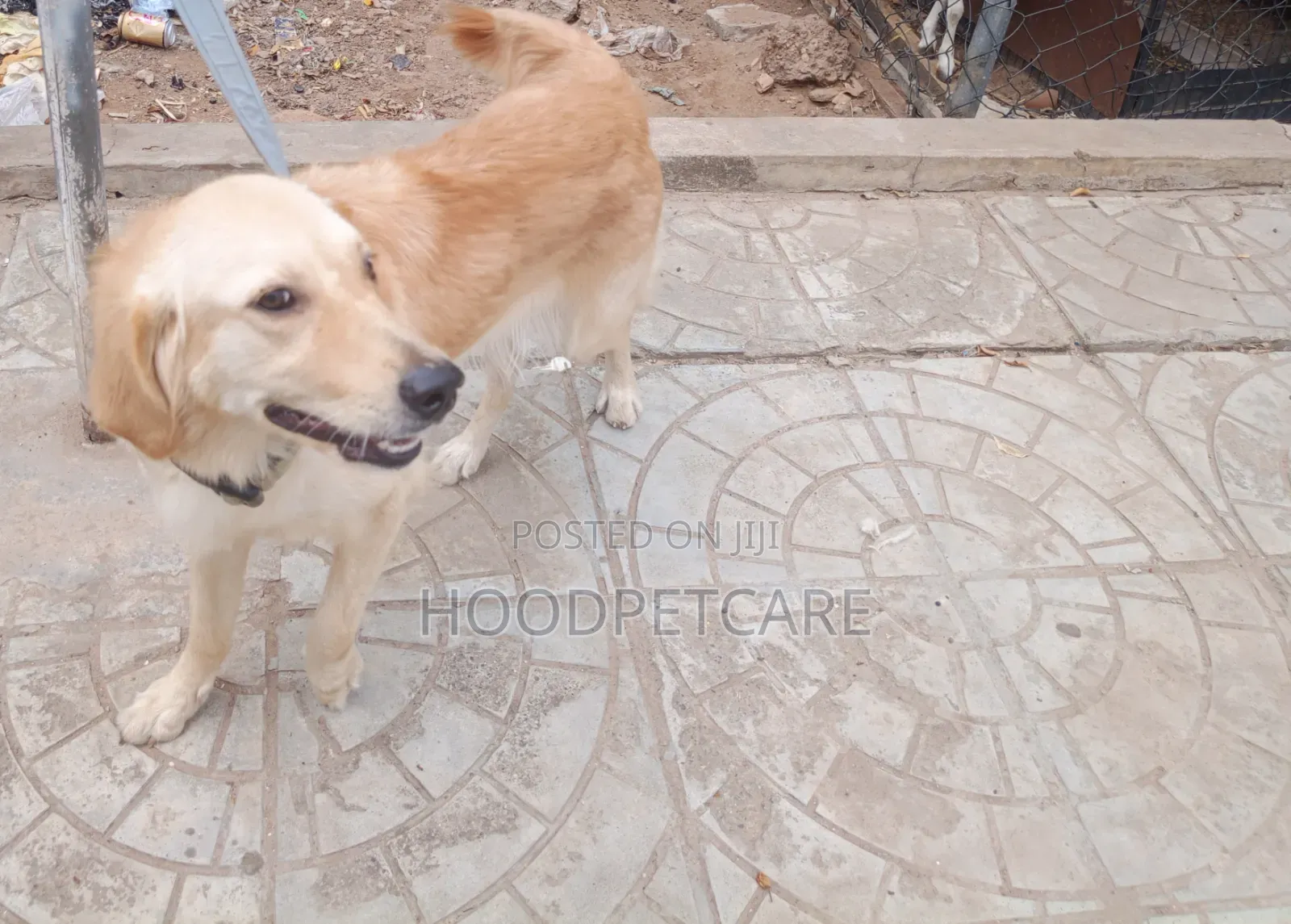 1+ year Female Purebred Golden Retriever