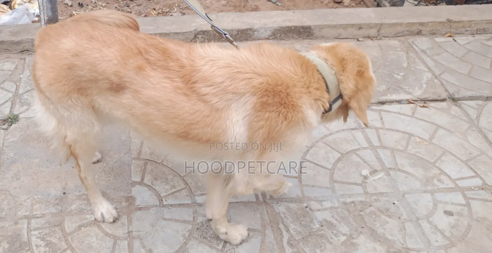 1+ year Female Purebred Golden Retriever