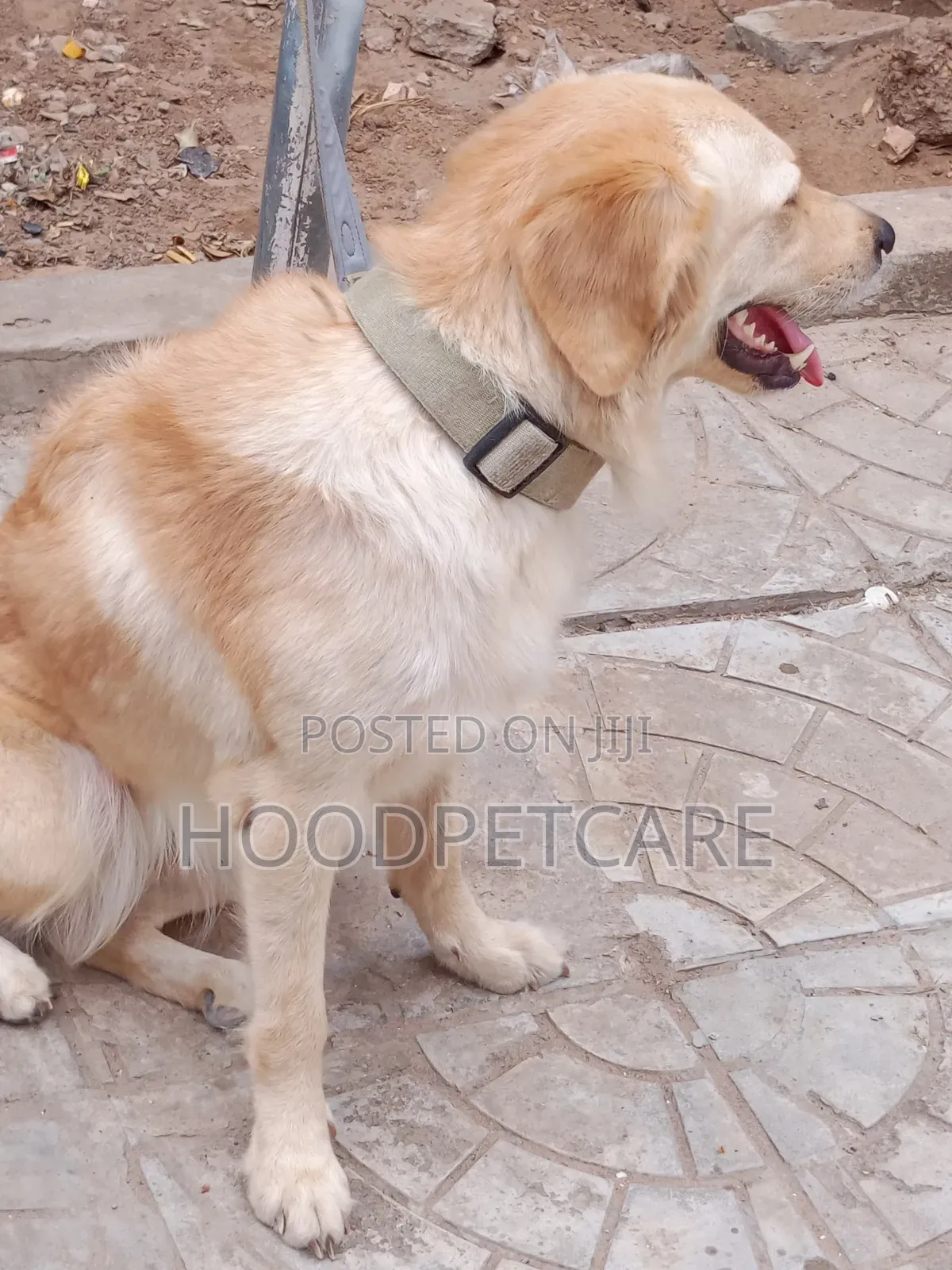 1+ year Female Purebred Golden Retriever