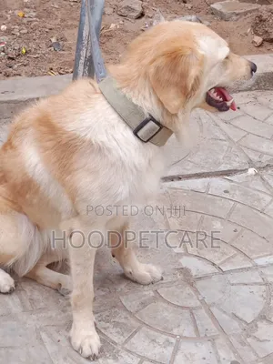 1+ year Female Purebred Golden Retriever