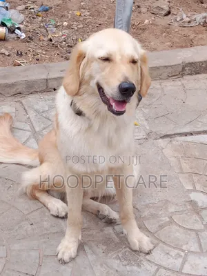 1+ year Female Purebred Golden Retriever